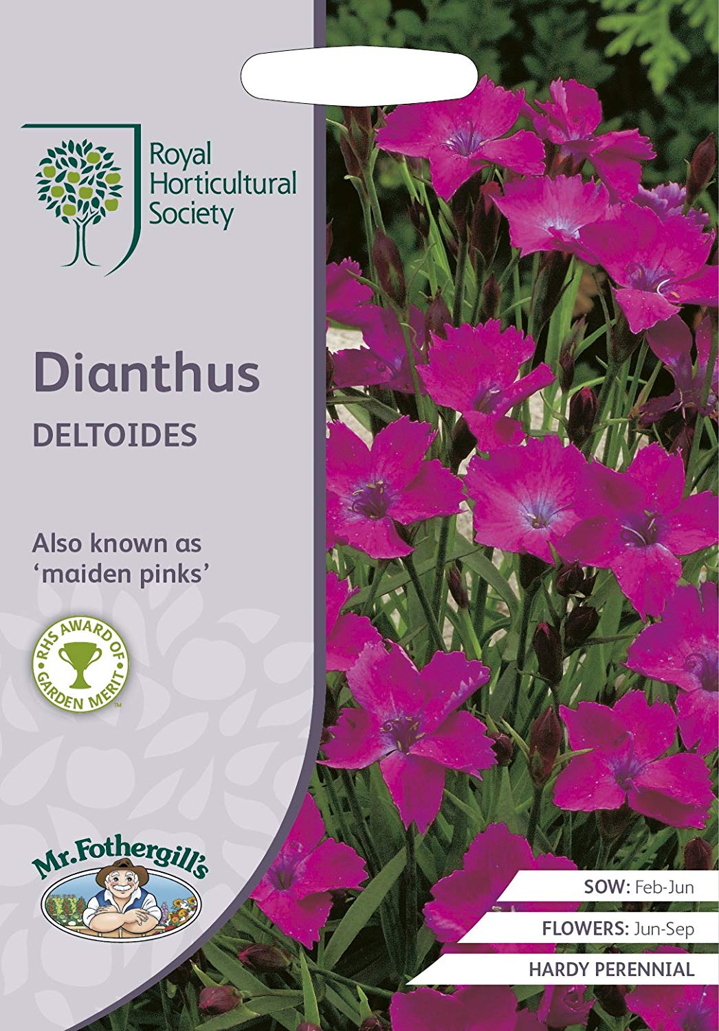 dianthus deltoides