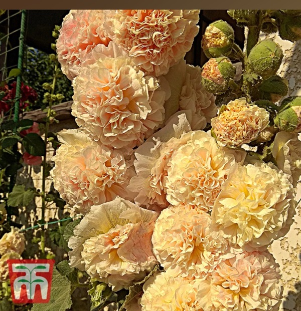 ホリホック チャターズ ダブル アプリコット