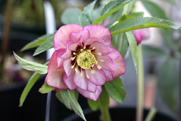 クリスマスローズ アップルピンクダブル（八重）