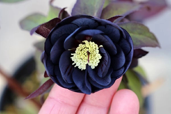 クリスマスローズ ブラック ダブル（黒八重）