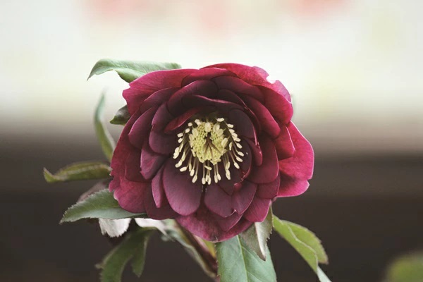 クリスマスローズ ダークレッド ダブル（紫八重）