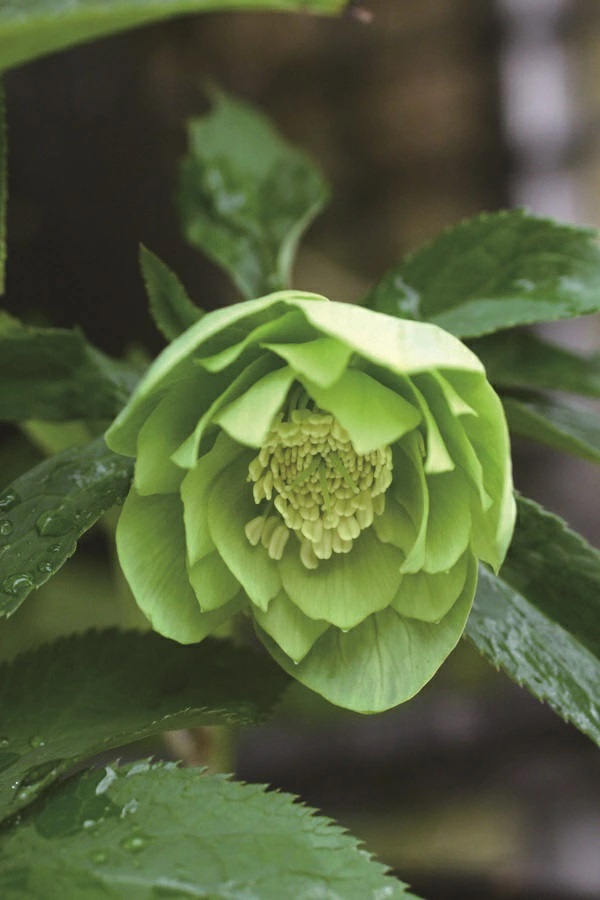 クリスマスローズ グリーニッシュ ダブル（緑八重）