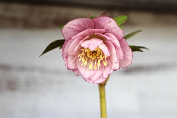 花苗】 オリエンタリスハイブリッド苗 クリスマスローズ ミスティ