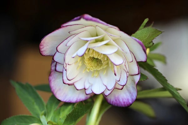 花苗 オリエンタリスハイブリッド苗 クリスマスローズ ピコティ ダブル