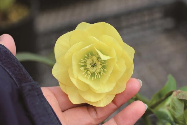 クリスマスローズ イエロー ダブル（黄八重）