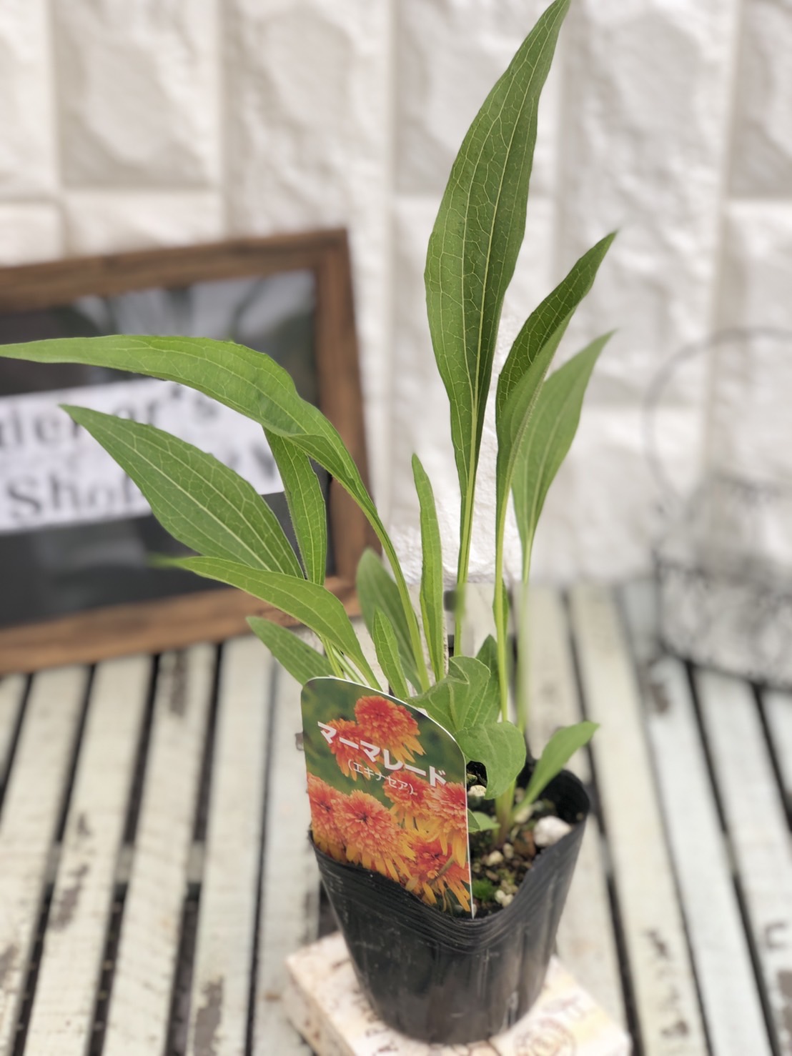 エキナセア　マーマレード