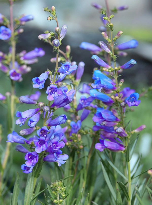 ペンステモン　エレクトリックブルー