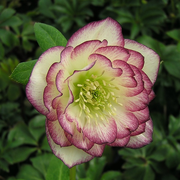 クリスマスローズ　エレガンス　ハニーワイン