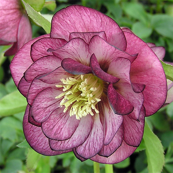 エレガンス　グレープ1