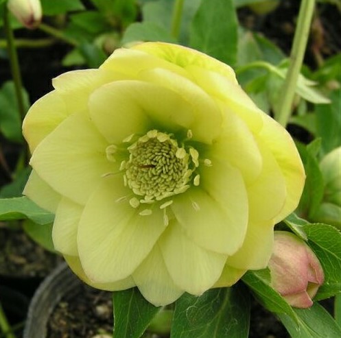 クリスマスローズ　エレガンス　ライムイエロー