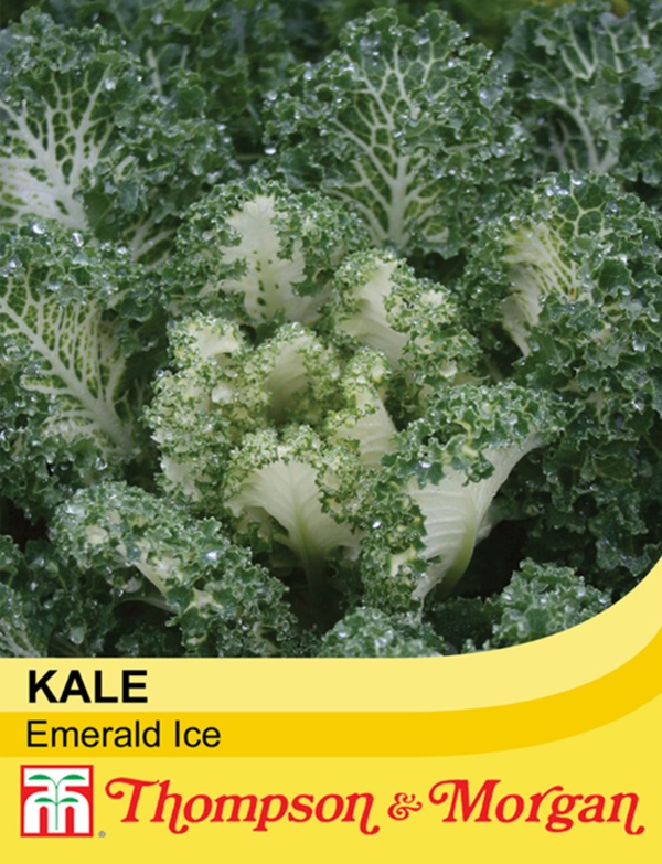 ケール エメラルド アイス