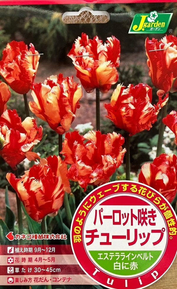 パーロット咲きチューリップ エステララインベルト