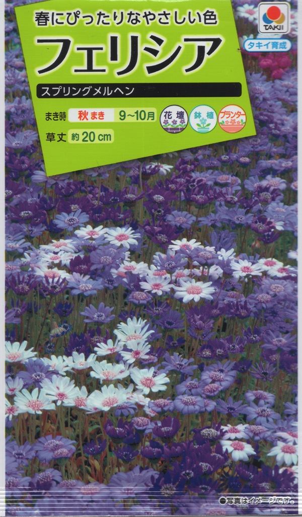 フェリシアスプリングメルヘン