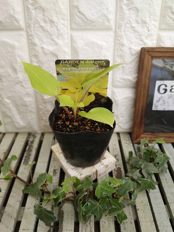 ホスタ　ファイヤーアイランド