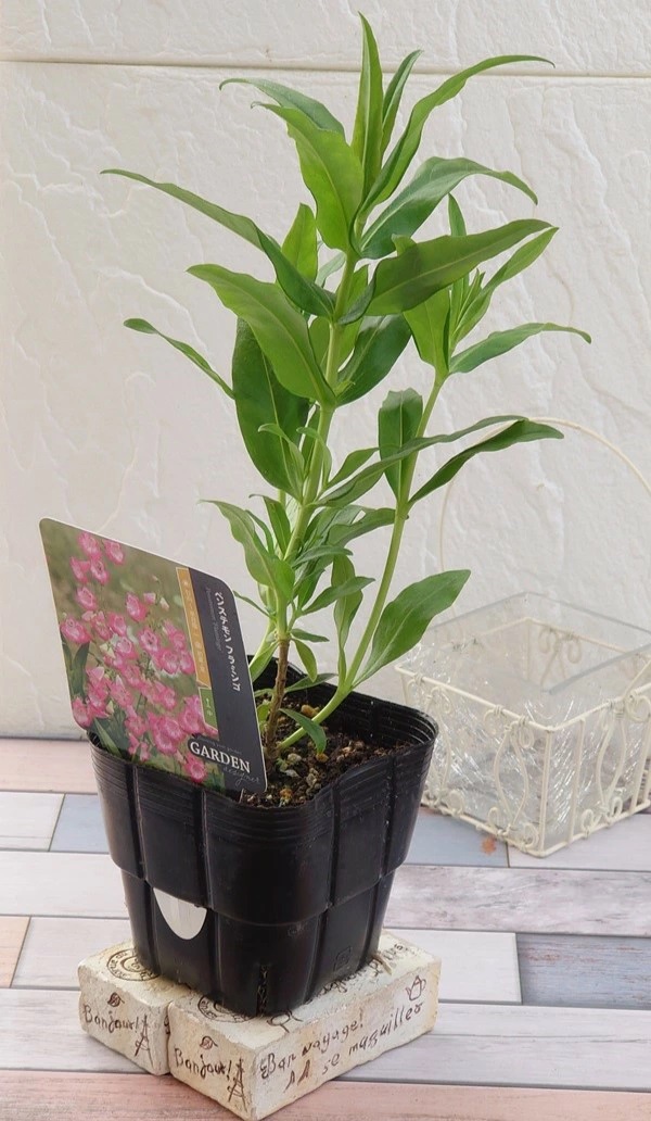 ペンステモン　フラミンゴ