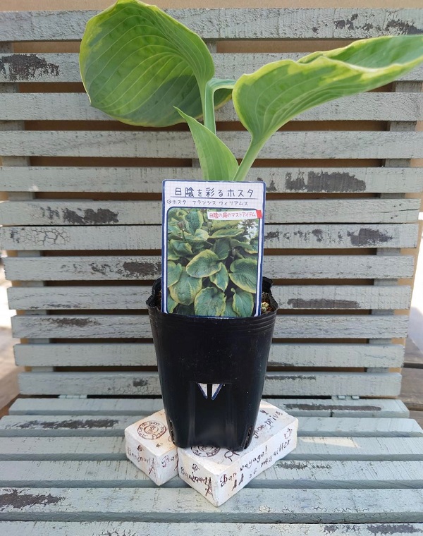 ホスタ　フランシスウィリアムス