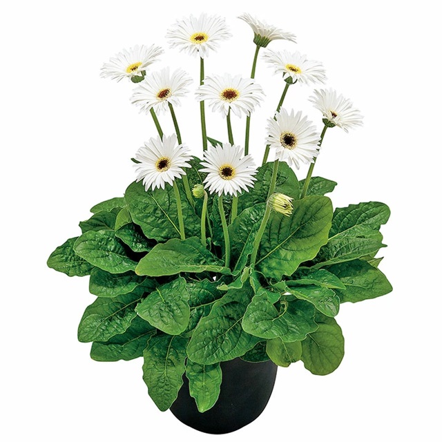 宿根ガーベラ ガルビネア スイートフロスティング