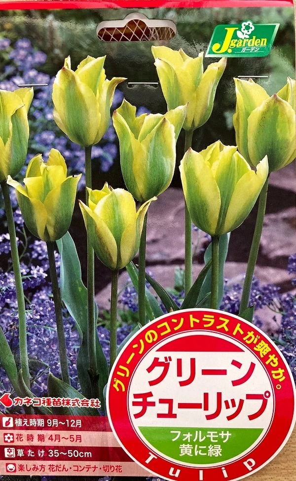 グリーンチューリップ フォルモサ