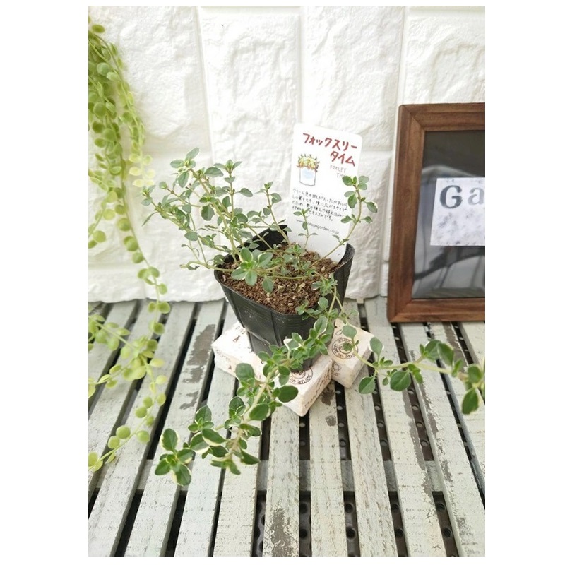 フォックスリータイム