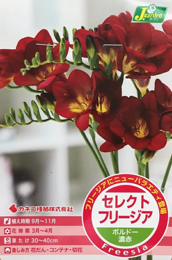 セレクトフリージア　ボルドー濃赤