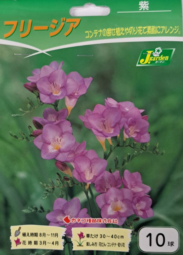 フリージア 紫