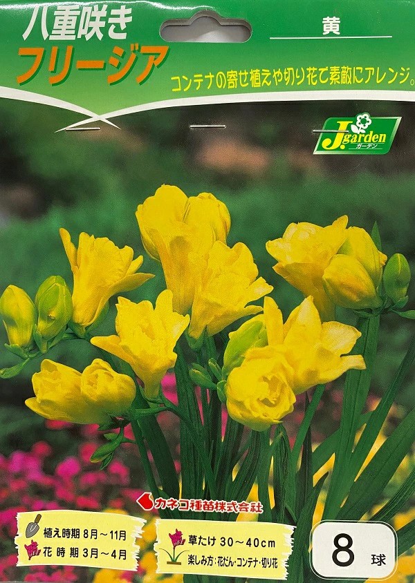 八重咲きフリージア黄