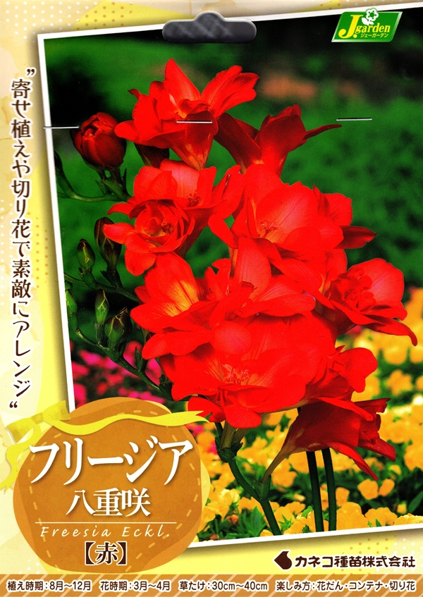 フリージア 八重咲き 赤
