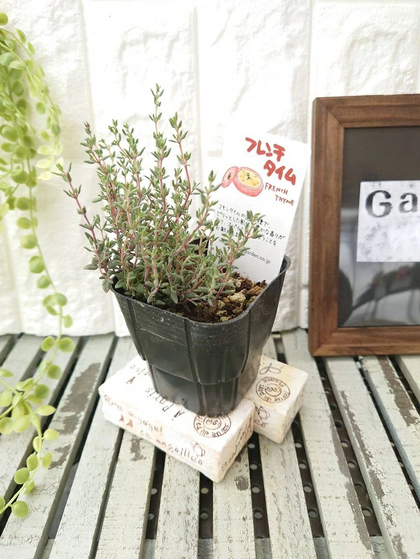 フレンチタイム