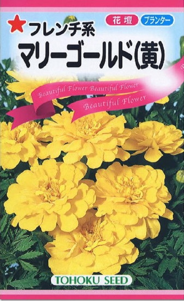 フレンチ系マリーゴールド（黄）