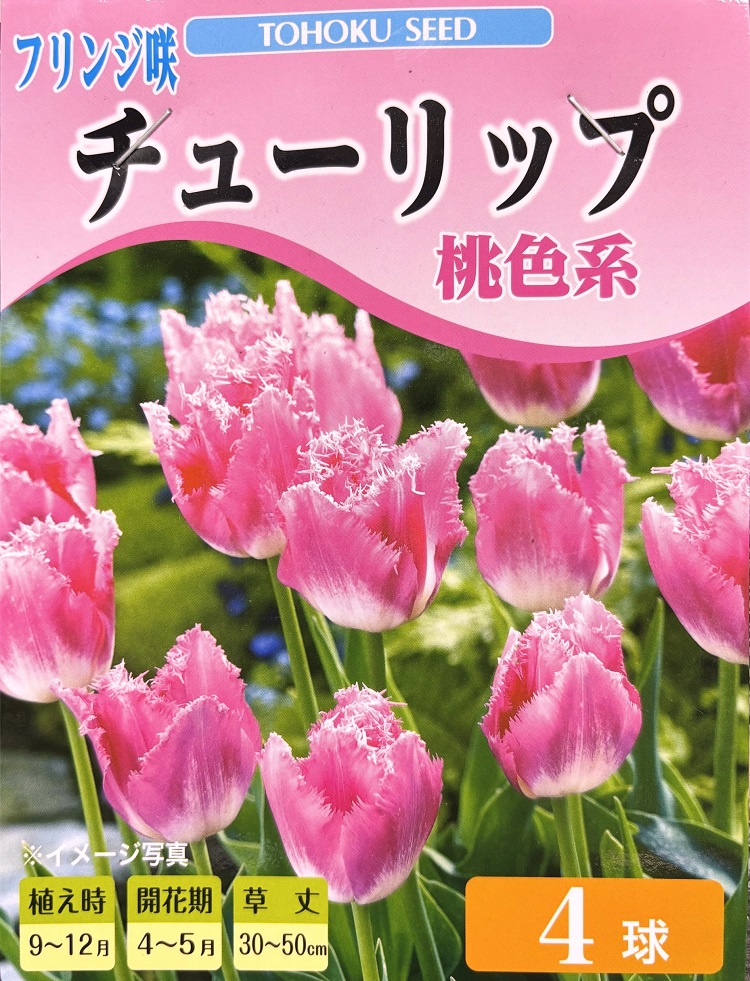 フリンジ咲きチューリップ桃色系