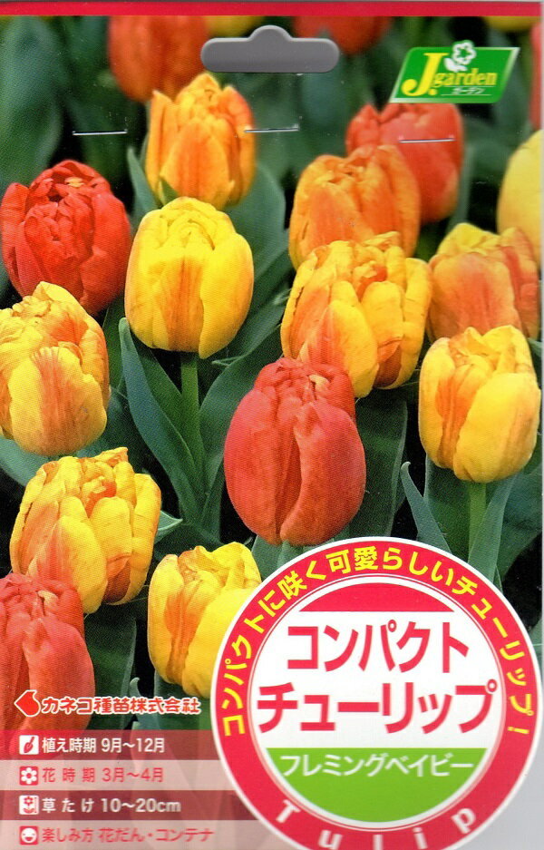 コンパクトチューリップ フレミングベイビー