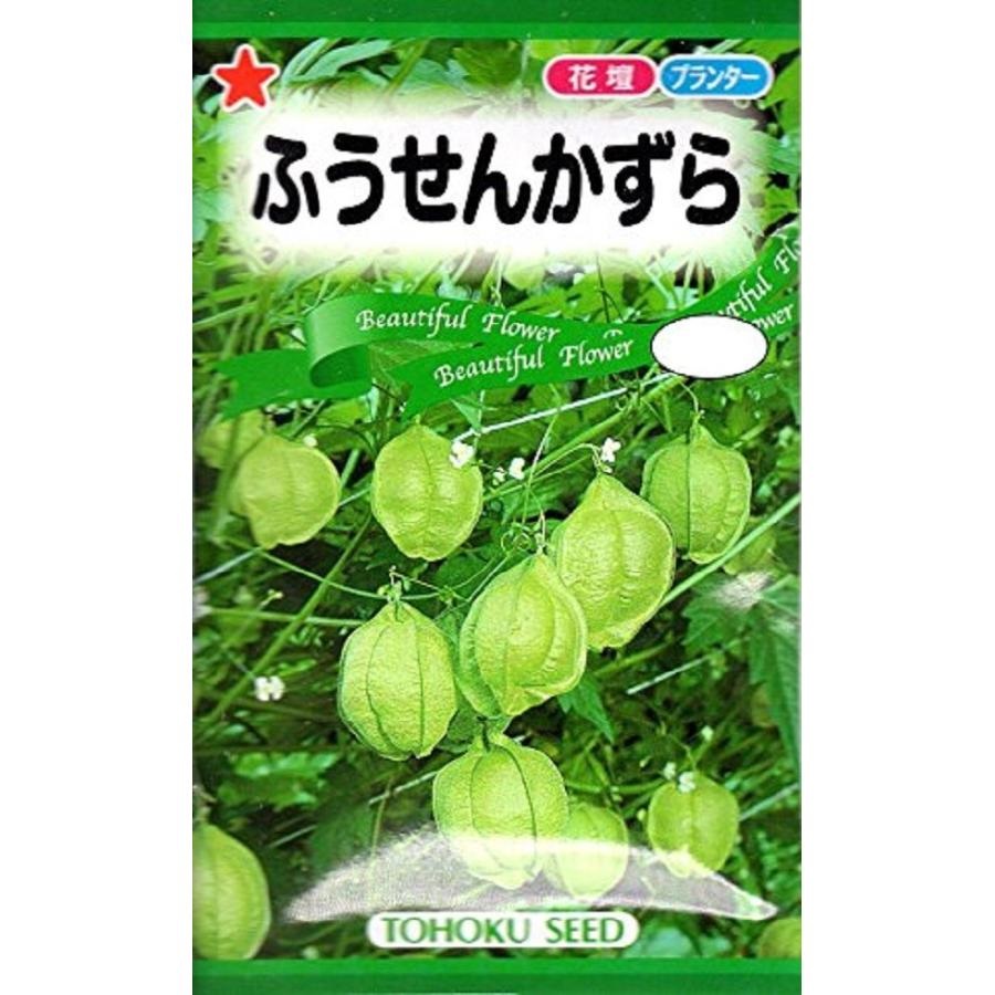 ふうせんかずら