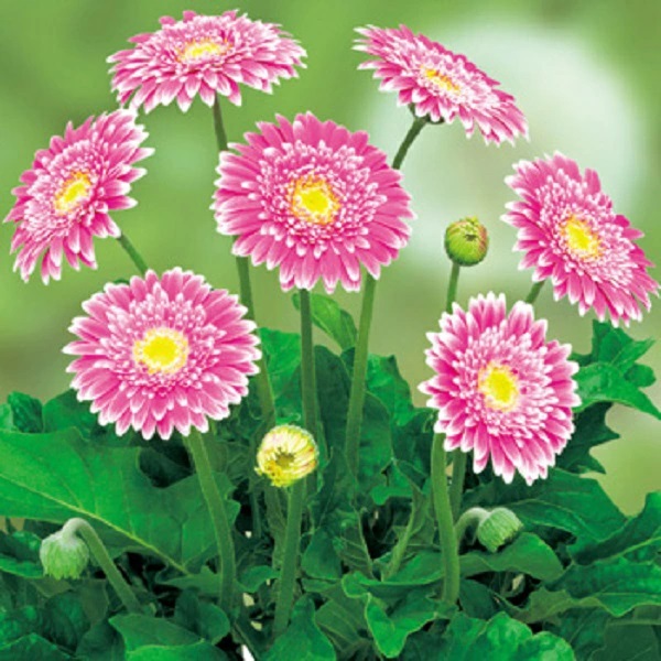 宿根ガーベラ　スイートフェスティバル