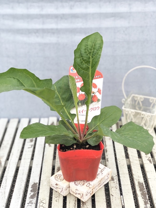 宿根ガーベラ グロウ