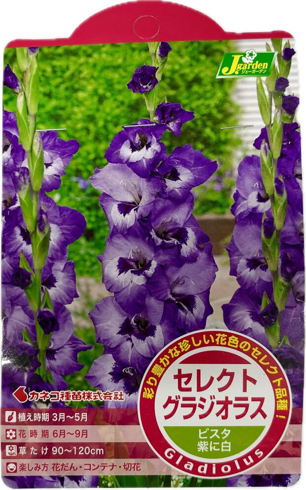 セレクト グラジオラス ビスタ 5球入