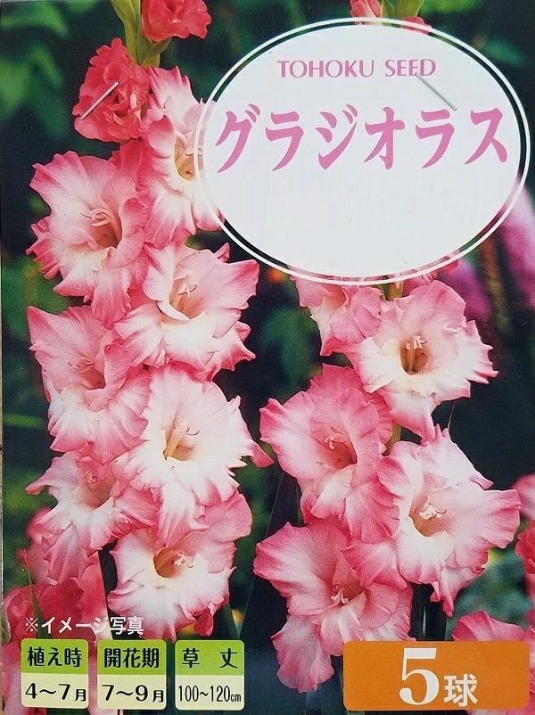 グラジオラス　プリシラ