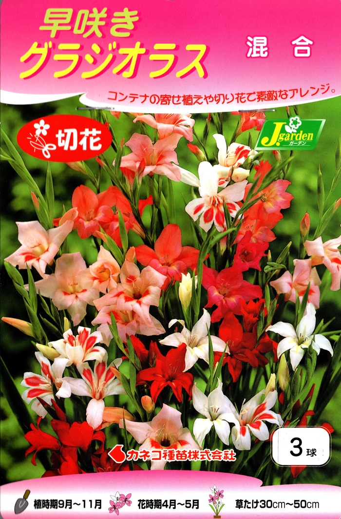早咲きグラジオラス混合