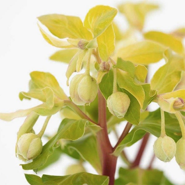 クリスマスローズ　ゴールドブリオン