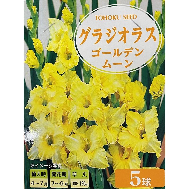 グラジオラス　ゴールデンムーン