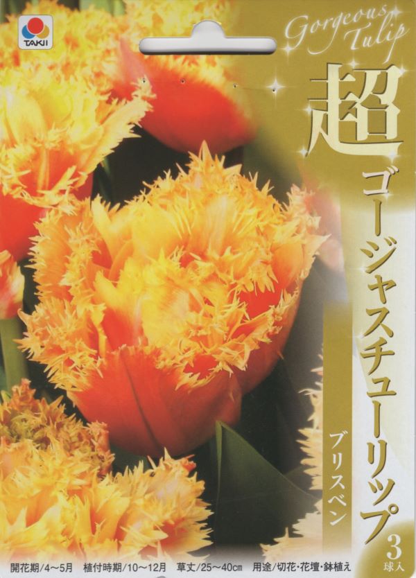 超ゴージャスチューリップ ブリスベン