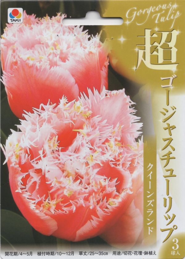 超ゴージャスチューリップ クイーンズランド