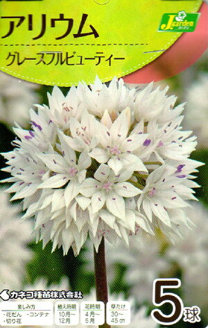 アリウムグレースフルビューティー