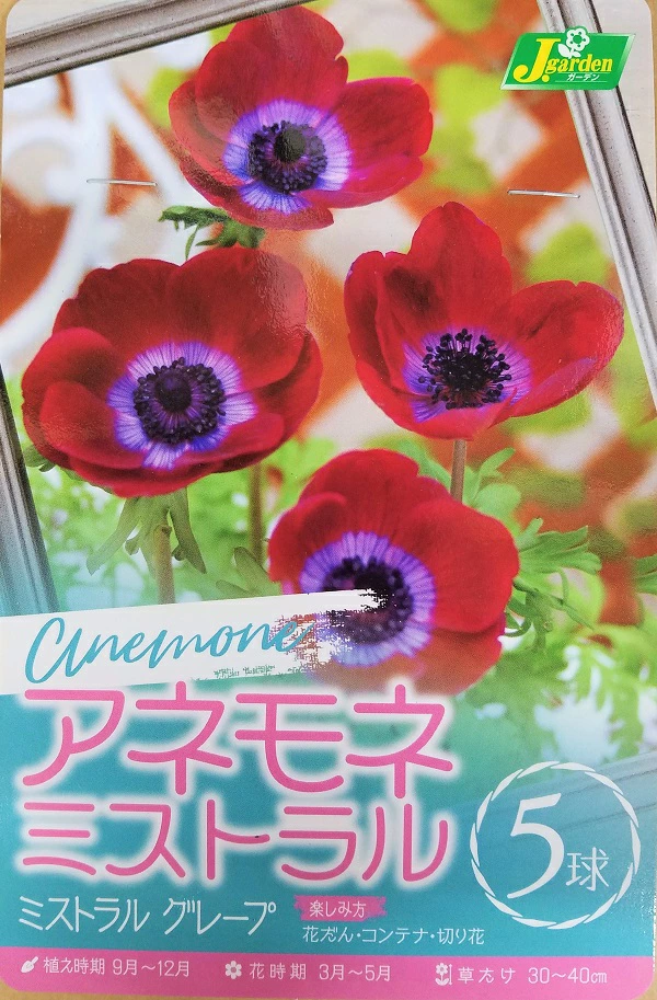 アネモネ ミストラル グレープ