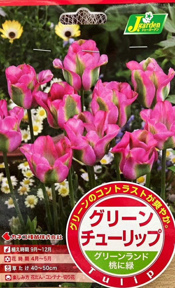 グリーンチューリップ グリーンランド