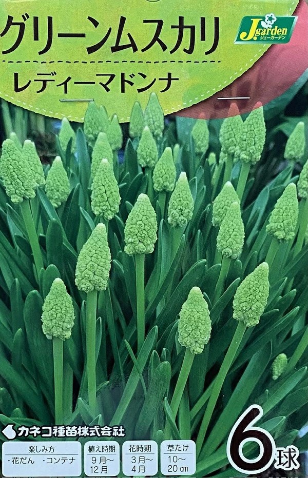 グリーンムスカリ