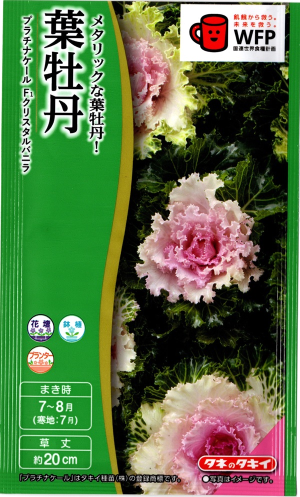 葉牡丹クリスタルバニラ