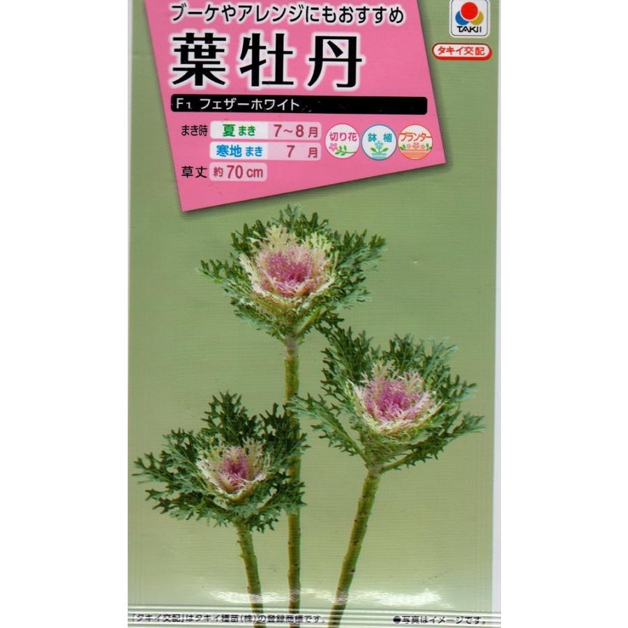 葉牡丹フェザーホワイト