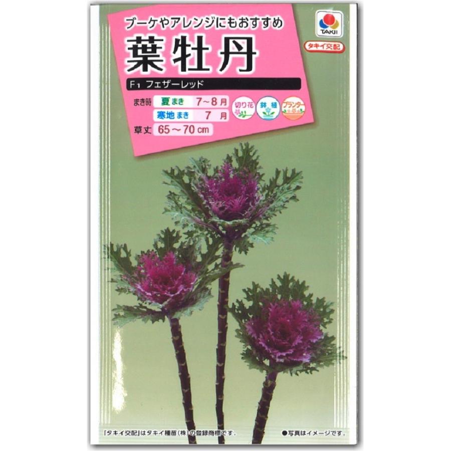 葉牡丹フェザーレッド