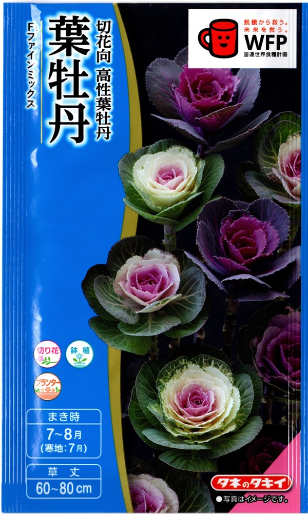 葉牡丹グロッシーレッド