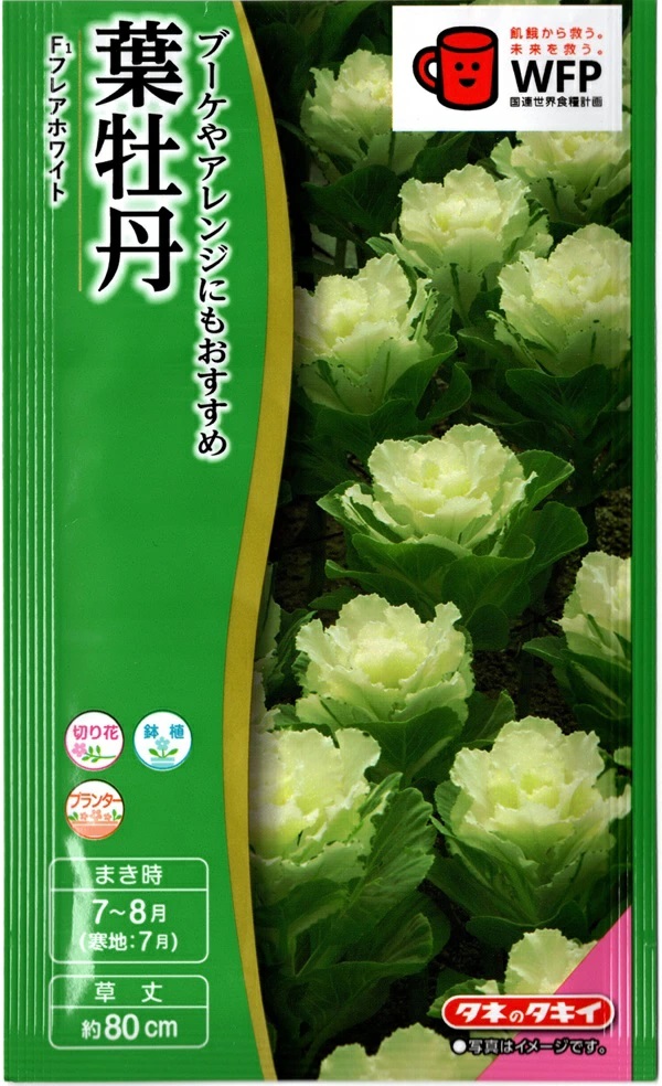 葉牡丹　フレアﾎﾜｲﾄ